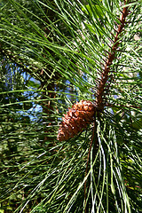 Image showing Pine Cones