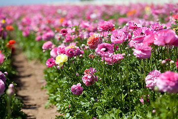 Image showing blooming ranunculuses