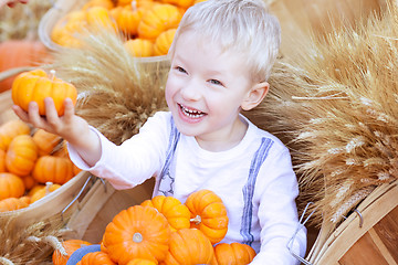 Image showing boy at the pumpkin patch