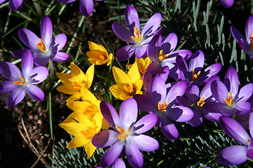 Image showing Crocus