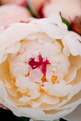 Image showing colorful beautiful roses flowers macro closeup card background