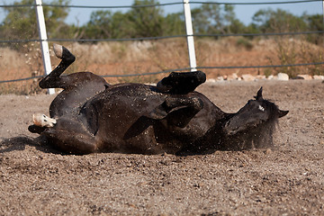 Image showing caballo de pura raza menorquina prm horse outdoor rolling