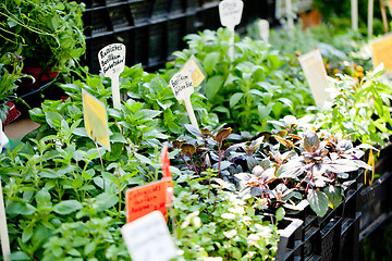 Image showing different fresh green herbs on market outdoor