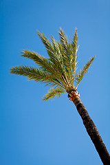 Image showing single green palmtree on blue sky background