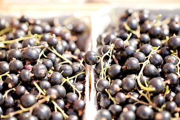 Image showing healthy fresh black currant macro cloceup on market outdoor