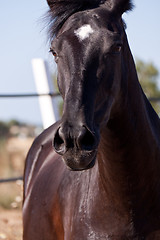 Image showing caballo de pura raza menorquina prm horse outdoor rolling