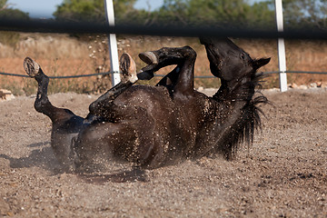 Image showing caballo de pura raza menorquina prm horse outdoor rolling