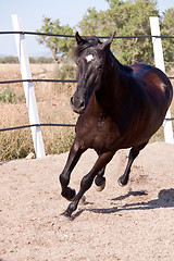 Image showing caballo de pura raza menorquina prm horse outdoor rolling