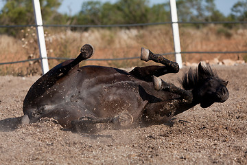 Image showing caballo de pura raza menorquina prm horse outdoor rolling