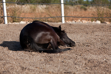 Image showing caballo de pura raza menorquina prm horse outdoor rolling