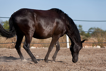 Image showing caballo de pura raza menorquina prm horse outdoor rolling