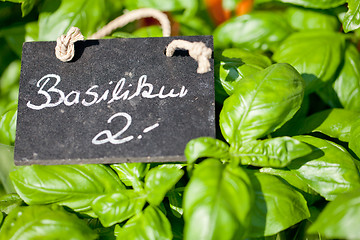 Image showing fresh green aromatic basil macro closeup on market