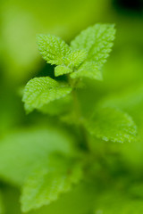 Image showing fresh green aromatic mint lemon balm  peppermint macro closeup