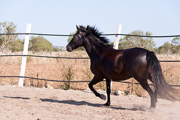 Image showing caballo de pura raza menorquina prm horse outdoor rolling