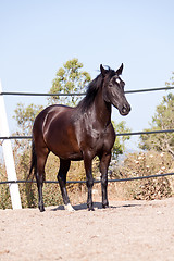 Image showing caballo de pura raza menorquina prm horse outdoor rolling