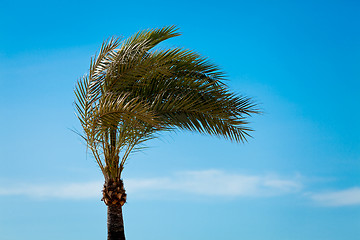 Image showing single green palmtree on blue sky background