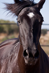 Image showing caballo de pura raza menorquina prm horse outdoor rolling