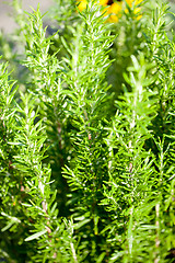 Image showing different fresh green herbs on market outdoor