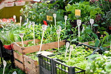 Image showing different fresh green herbs on market outdoor