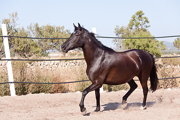 Image showing caballo de pura raza menorquina prm horse outdoor rolling