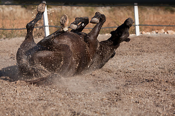 Image showing caballo de pura raza menorquina prm horse outdoor rolling