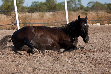 Image showing caballo de pura raza menorquina prm horse outdoor rolling