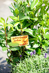 Image showing different fresh green herbs on market outdoor