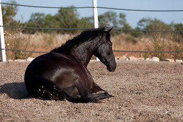 Image showing caballo de pura raza menorquina prm horse outdoor rolling