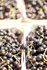 Image showing healthy fresh black currant macro cloceup on market outdoor