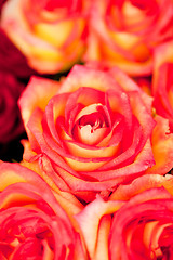 Image showing colorful beautiful roses flowers macro closeup card background