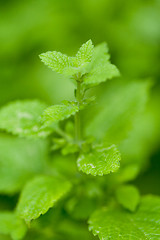 Image showing fresh green aromatic mint lemon balm  peppermint macro closeup