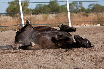 Image showing caballo de pura raza menorquina prm horse outdoor rolling