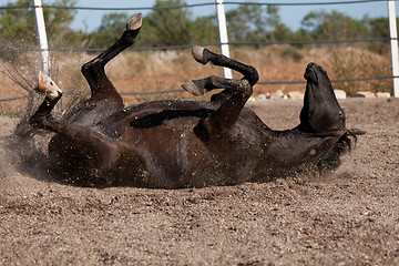 Image showing caballo de pura raza menorquina prm horse outdoor rolling