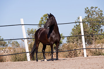 Image showing caballo de pura raza menorquina prm horse outdoor rolling