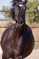 Image showing caballo de pura raza menorquina prm horse outdoor rolling