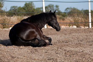 Image showing caballo de pura raza menorquina prm horse outdoor rolling