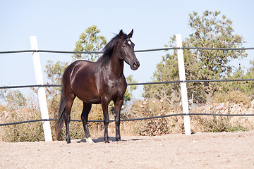 Image showing caballo de pura raza menorquina prm horse outdoor rolling