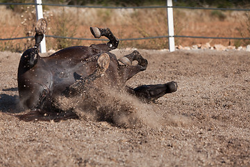 Image showing caballo de pura raza menorquina prm horse outdoor rolling