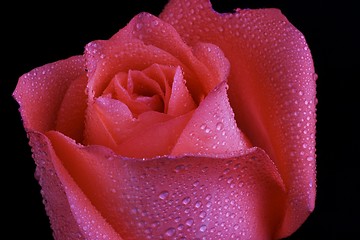 Image showing Rose Close Up