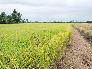 Image showing paddy rice