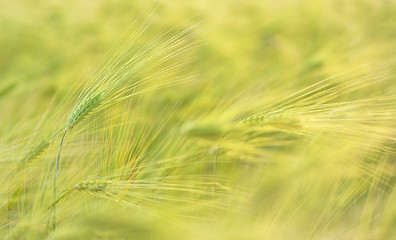 Image showing macro ears of wheat