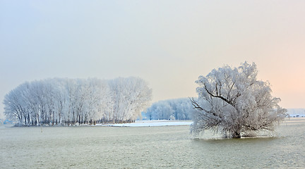 Image showing winter trees covered with frost