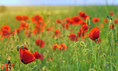 Image showing a poppy field close-up