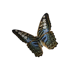 Image showing Blue Clipper Butterfly