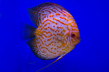 Image showing Pompadour Fish