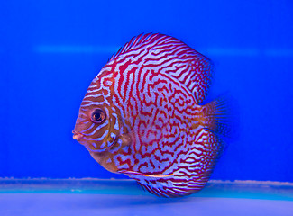 Image showing Pompadour Fish