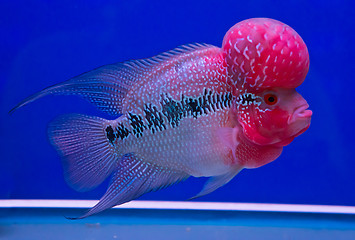 Image showing Cichlid Fish