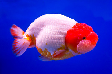 Image showing Goldfish