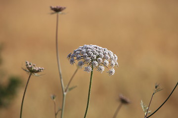 Image showing Queen Annes Lace