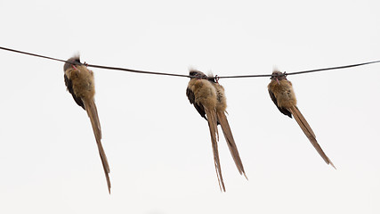 Image showing Speckled Mousebird hanging on wire